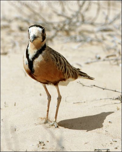 Inland Dotterel inland_dotterel_42389.psd