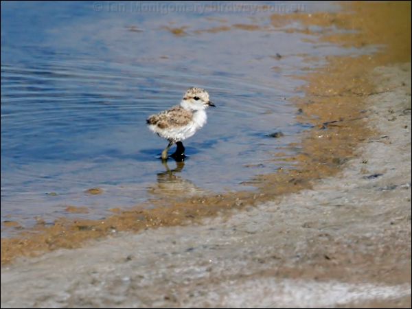 Kentish Plover kentish_plover_53671.psd