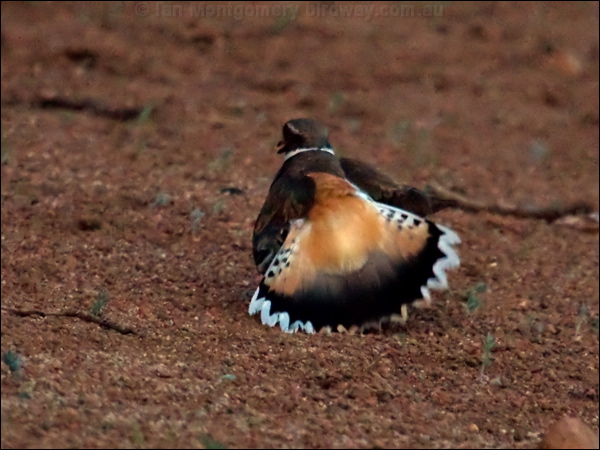 Killdeer killdeer_66862.psd