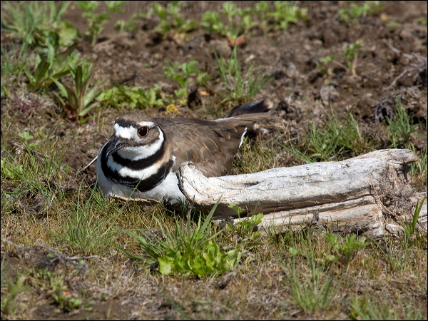 Killdeer killdeer_67214.psd