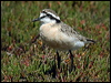 Click here to enter gallery and see photos of Kittlitz's Plover