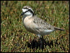 kittlitzs_plover_04500