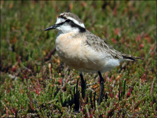 Kittlitz's Plover kittlitzs_plover_04498.psd