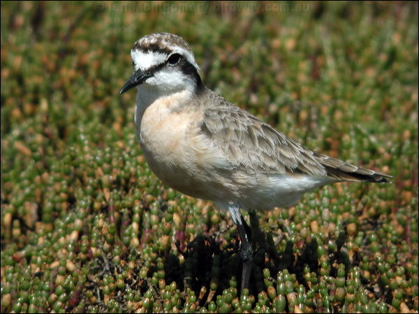 Kittlitz's Plover kittlitzs_plover_04500.psd