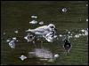 lesser_sand_plover_06180