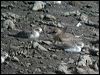 lesser_sand_plover_06246
