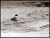 lesser_sand_plover_64851