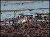 lesser_sand_plover_99824