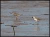 lesser_sand_plover_99850