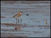 lesser_sand_plover_99853
