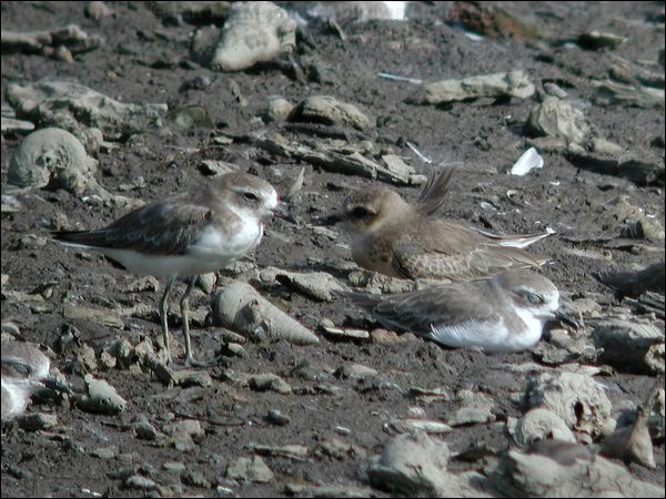 Lesser Sand Plover lesser_sand_plover_06246.psd