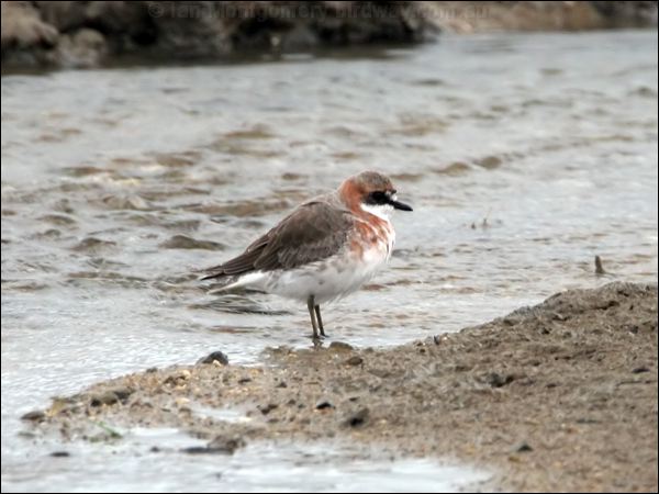 Lesser Sand Plover lesser_sand_plover_64855.jpg