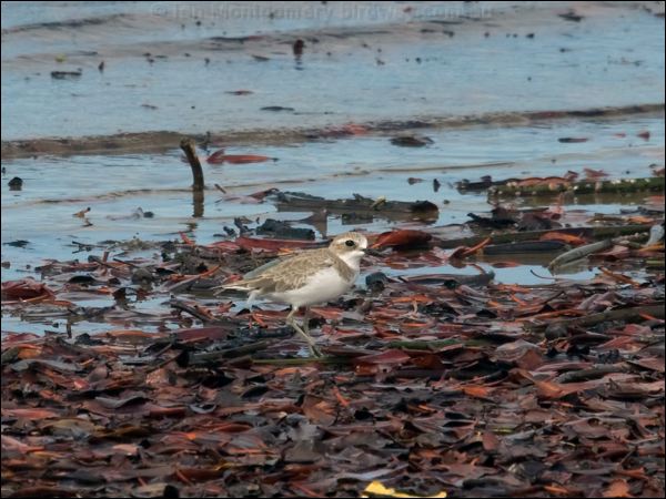 Lesser Sand Plover lesser_sand_plover_99824.psd