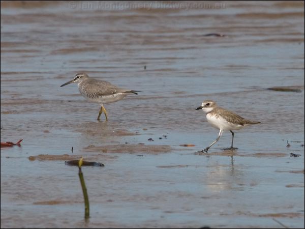 Lesser Sand Plover lesser_sand_plover_99850.psd