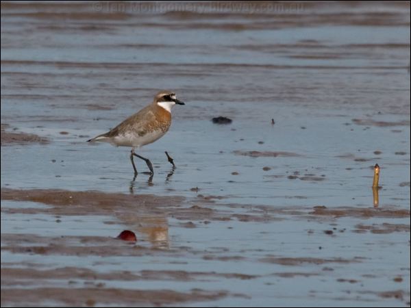 Lesser Sand Plover lesser_sand_plover_99853.psd