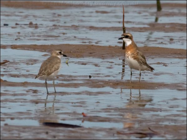 Lesser Sand Plover lesser_sand_plover_99856.psd