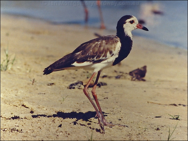 Long-toed Lapwing long_toed_lapwing_s0009.jpg