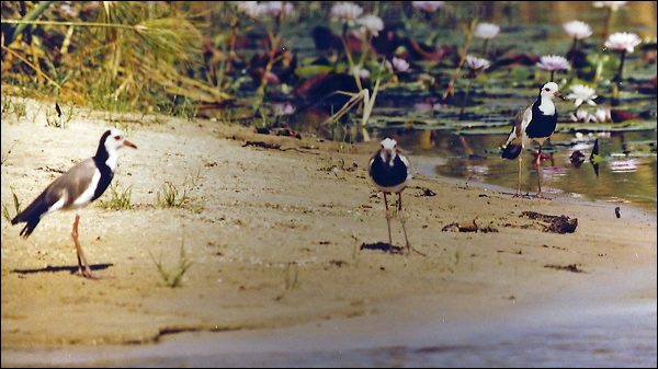Long-toed Lapwing long_toed_lapwing_s0010.jpg