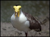 Click here to enter gallery and see photos of Masked Lapwing