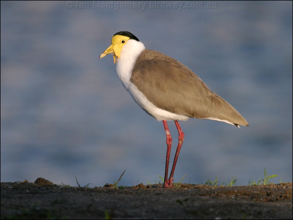 Masked Lapwing masked_lapwing_01481.psd