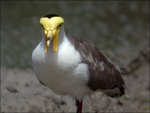Masked Lapwing masked_lapwing_02032.psd