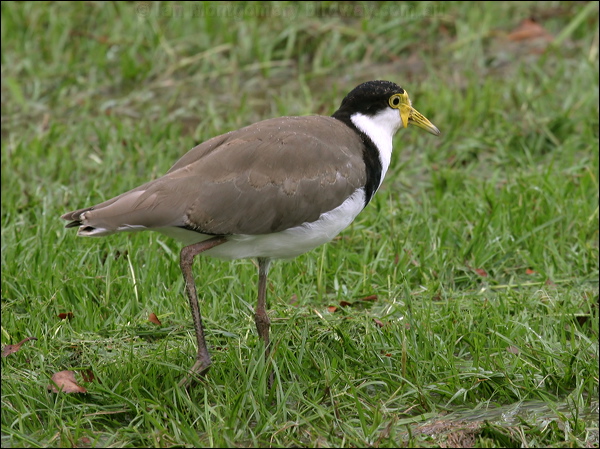 Masked Lapwing masked_lapwing_05620.psd
