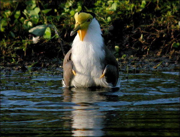 Masked Lapwing masked_lapwing_09072.psd