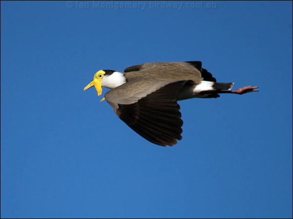 Masked Lapwing masked_lapwing_106342.psd