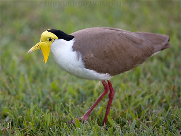 Masked Lapwing masked_lapwing_113341.psd