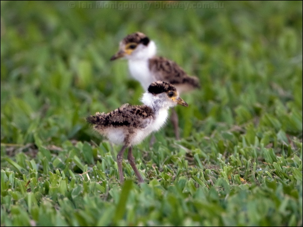 Masked Lapwing masked_lapwing_113347.psd