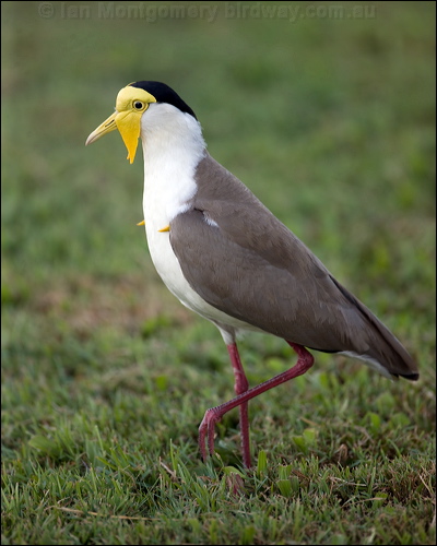 Masked Lapwing masked_lapwing_113369.psd
