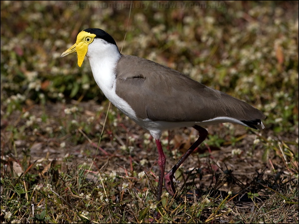Masked Lapwing masked_lapwing_117092.psd