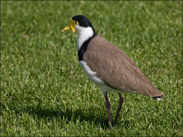 Masked Lapwing masked_lapwing_141837.psd