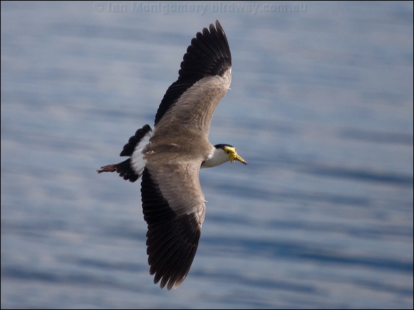 Masked Lapwing masked_lapwing_164691.psd