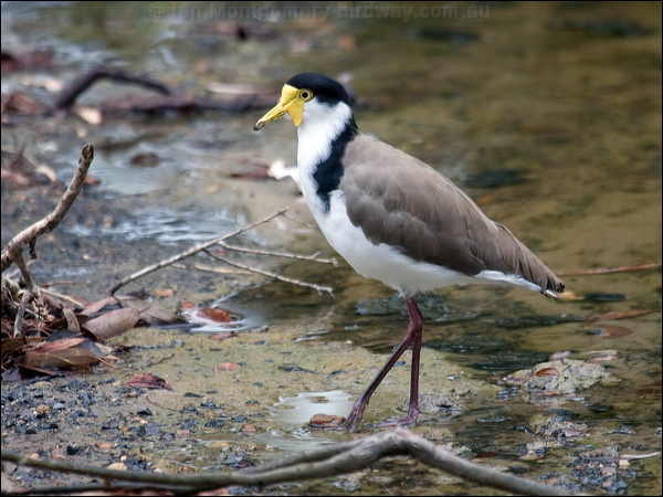 Masked Lapwing masked_lapwing_98073.psd