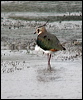 northern_lapwing_05393