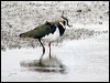 northern_lapwing_05402