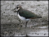 northern_lapwing_05411