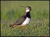northern_lapwing_142630