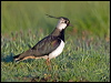 northern_lapwing_142646