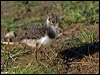 northern_lapwing_143078