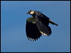 northern_lapwing_143228