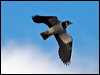 northern_lapwing_84059