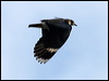 northern_lapwing_84066