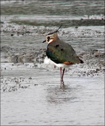 Northern Lapwing northern_lapwing_05393.psd