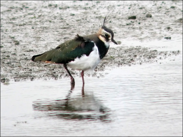 Northern Lapwing northern_lapwing_05402.psd
