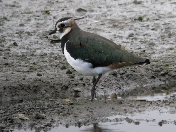 Northern Lapwing northern_lapwing_05411.psd