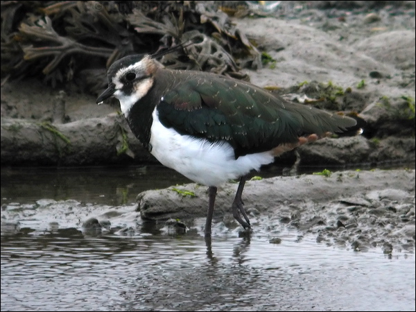 Northern Lapwing northern_lapwing_05420.psd