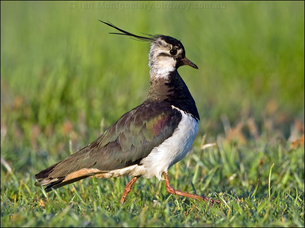 Northern Lapwing northern_lapwing_142629.psd