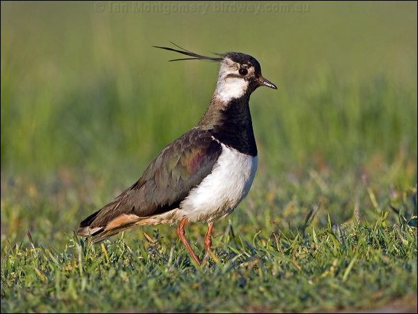 Northern Lapwing northern_lapwing_142630.psd